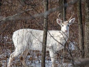Bukan Dongeng, Ini Rusa Putih di Dunia Nyata Bukan Dongeng, Ini Rusa Putih di Dunia Nyata