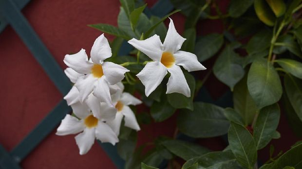 Mandevilla with white flowers