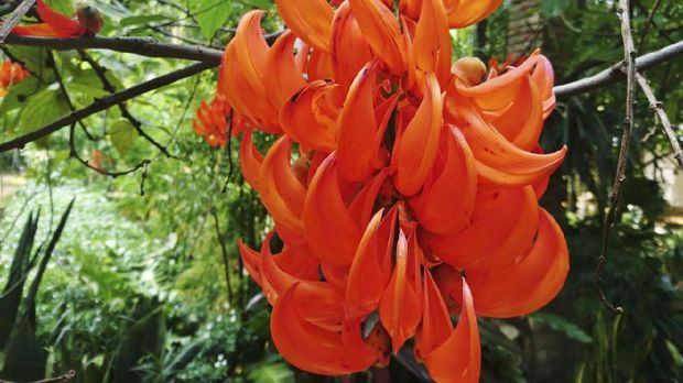 Mucuna bennettii F. Muell, the orange flower in the forest
