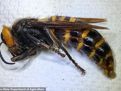 Tawon Pembunuh Bisa Menyebar ke Seluruh Amerika