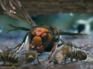 Gawat, Tawon Pembunuh Masuki Fase Pembantaian