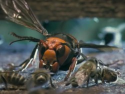 Gawat, Tawon Pembunuh Masuki Fase Pembantaian