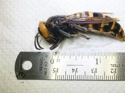 Ribuan Tawon Pembunuh Dimusnahkan Karena Membahayakan