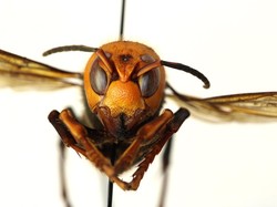 Amerika Temukan Lagi Tawon Pembunuh