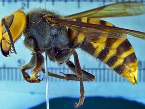Tawon Pembunuh Memang Bisa Bunuh Manusia!