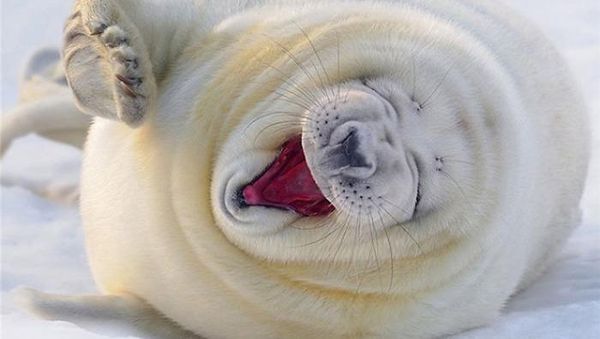 Ketika Anjing Laut Dijepret Saat Tertawa