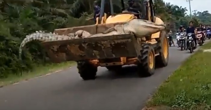 Buaya berukuran besar diarak menggunakan bulldozer Buaya berukuran besar diarak menggunakan bulldozer.