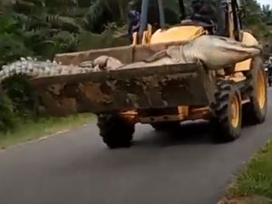 Terheboh 2020: Buaya Siluman Dipenggal di Babel-Babi Menangis di Sumsel Terheboh 2020: Buaya Siluman Dipenggal di Babel-Babi Menangis di Sumsel