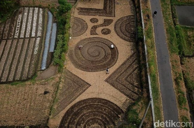 Foto-foto 'Crop Circle' yang Geger di Klaten Foto-foto 'Crop Circle' yang Geger di Klaten