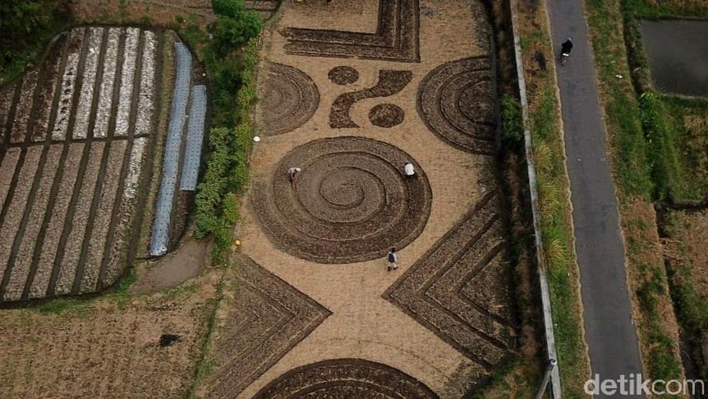 Foto-foto 'Crop Circle' yang Geger di Klaten Lahan di Dusun Ngentak, Desa Kranggan, Kecamatan Polanharjo itu mulai diwarnai, bukan dengan cat melainkan dengan berbagai jenis sayuran dan palawija. Seperti apa?