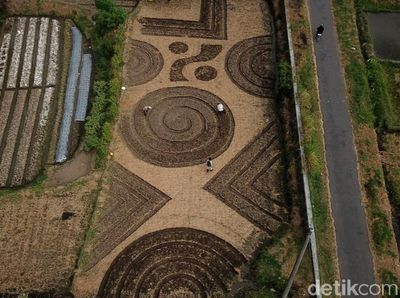Foto-foto Crop Circle yang Geger di Klaten