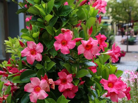 Star-shaped white coloured jasmine flowers on a Jasmine shrub in a garden. Glossy green coloured leaves. Fresh and healthy plant.