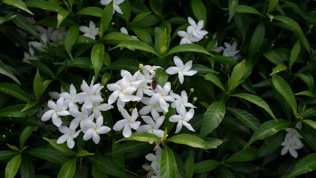 Star-shaped white coloured jasmine flowers on a Jasmine shrub in a garden. Glossy green coloured leaves. Fresh and healthy plant.