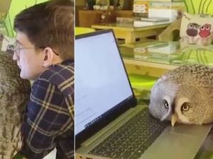 Di Kafe Ini Pengunjung Bisa Main Bareng Burung Hantu dan Ngemil Enak