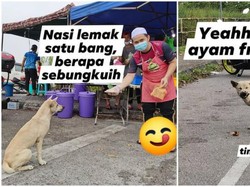 Pintarnya! Anjing Ini Ikut Antre Beli Nasi Lemak