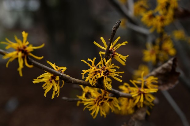 Witch hazel membantu menghaluskan pori-pori dan mengurangi produksi minyak.