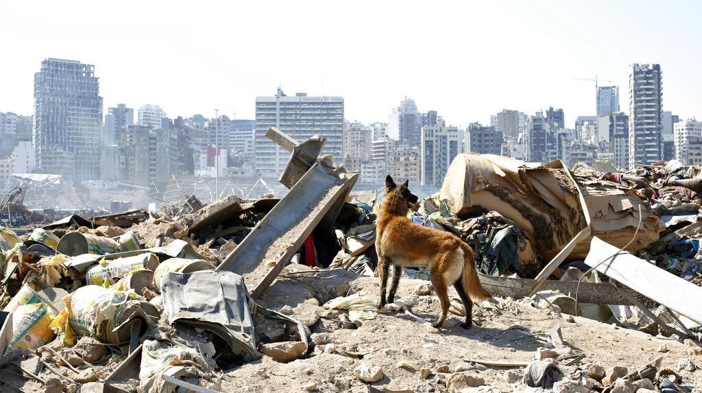Anjing Pelacak Bantu Pencarian Korban Ledakan di Lebanon