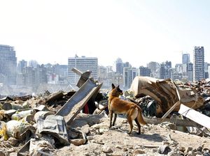 Anjing Pelacak Bantu Pencarian Korban Ledakan di Lebanon Anjing Pelacak Bantu Pencarian Korban Ledakan di Lebanon