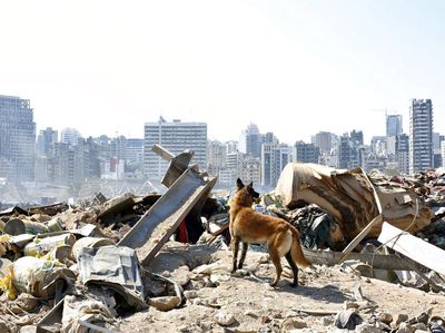 Anjing Pelacak Bantu Pencarian Korban Ledakan di Lebanon