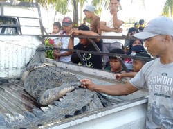Buaya yang Terkam Wanita di Mamuju Tengah Sulbar Ditangkap