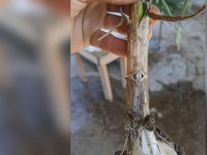 9 Bulan Hilang, Gadis Kecil Ini Temukan Cincinnya di Bawang Putih