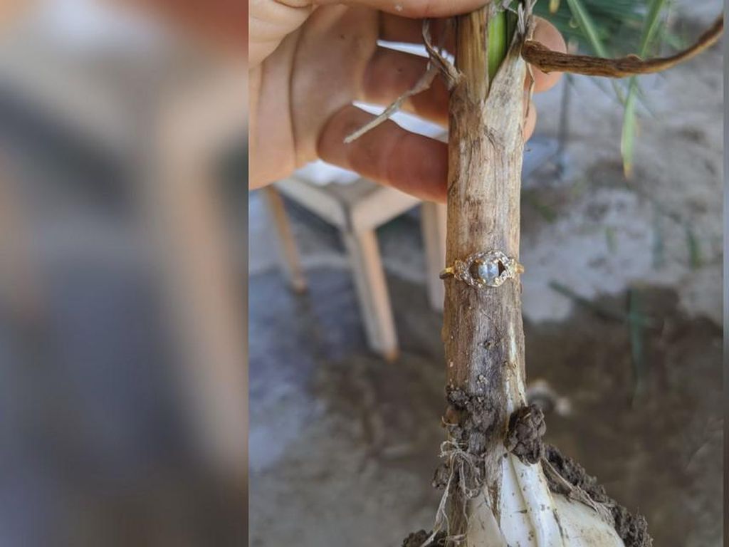 9 Bulan Hilang, Gadis Kecil Ini Temukan Cincinnya di Bawang Putih 9 Bulan Hilang, Gadis Kecil Ini Temukan Cincinnya di Bawang Putih