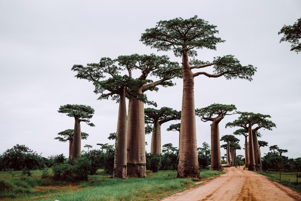 Baobab adalah pohon Afrika yang sangat kaya nutrisi untuk membantu melembapkan kulit.