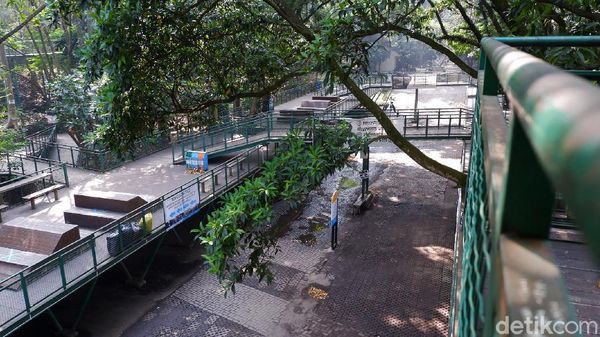 Lima Bulan Ditutup, Begini Kondisi Babakan Siliwangi Forest Walk