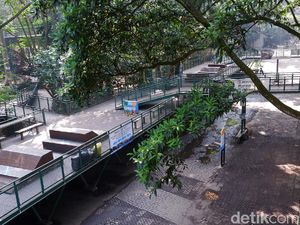 Tutup 5 Bulan, Hutan Babakan Siliwangi Bandung Tetap Memesona Tutup 5 Bulan, Hutan Babakan Siliwangi Bandung Tetap Memesona