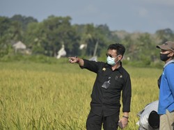 Stok Beras Masih Melimpah, Mentan SYL Panen Raya di Bangka Selatan