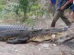 Buaya Siluman di Babel Jenis Buaya Raksasa yang Sudah Jarang Ditemukan