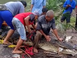 8 Fakta Gempar Buaya Siluman Dikubur Pisah Kepala-Badan