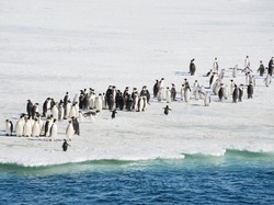 Penguin Kaisar Terancam Punah Abad Ini, Apa Sebabnya?