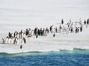 8 Hewan Ini Paling Kuat Hidup di Lingkungan Ekstrem 8 Hewan Ini Paling Kuat Hidup di Lingkungan Ekstrem