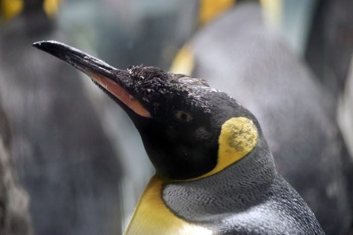 Kelompok penguin kaisar dan penguin Adelie di hamparan es.