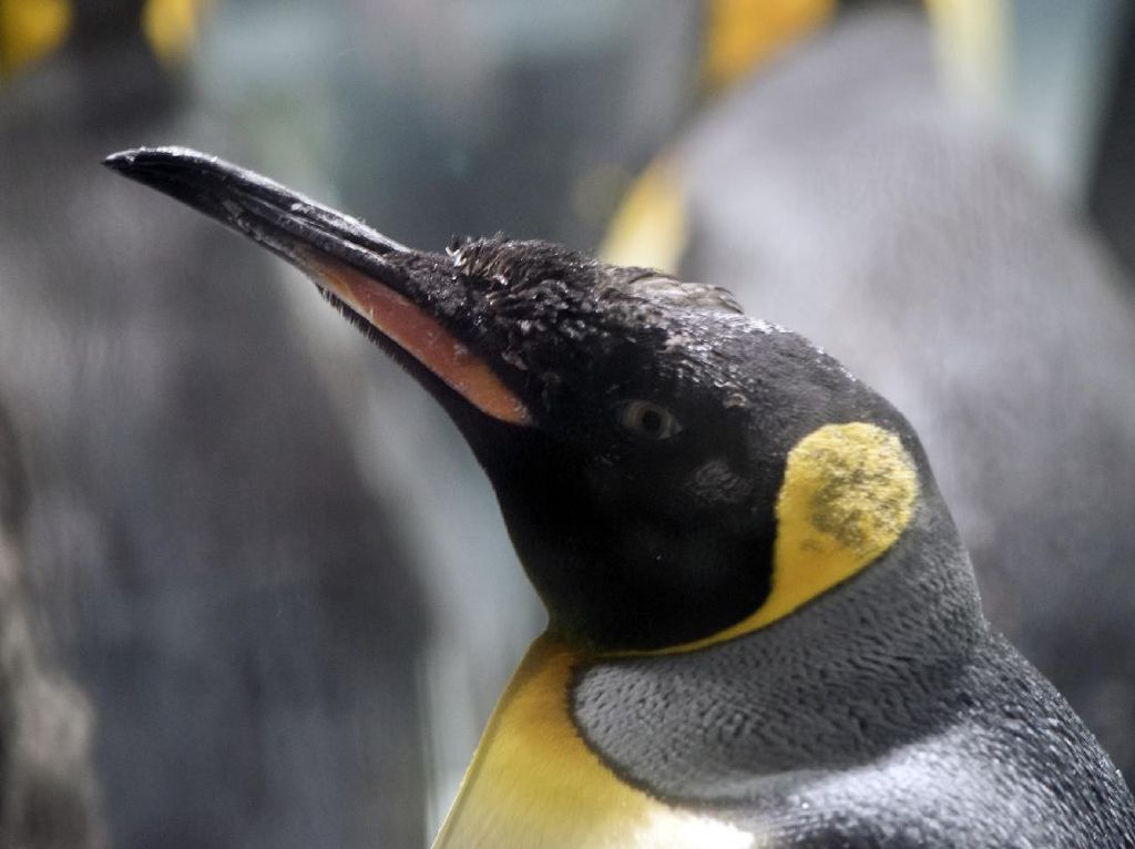 Satelit Temukan Jejak Koloni Baru Penguin Kaisar
