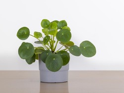Jenis Tanaman Hias Pilea Untuk Indoor, Bagi yang Hobi Berkebun