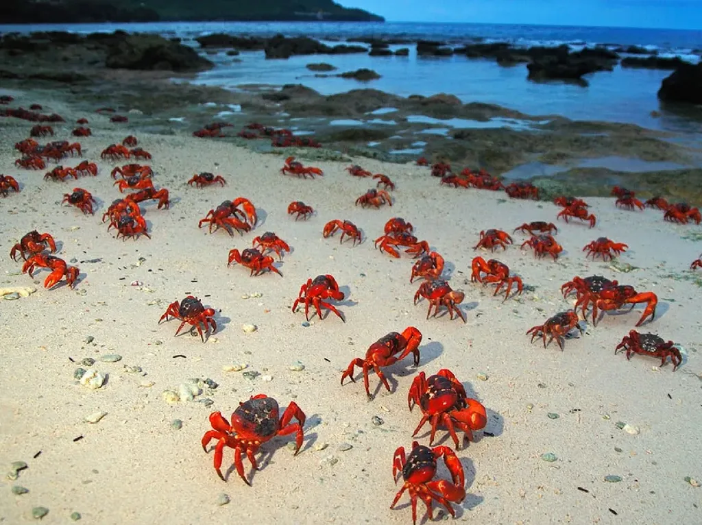 5 Fakta Pulau Christmas yang Dihuni Jutaan Kepiting Merah 5 Fakta Pulau Christmas yang Dihuni Jutaan Kepiting Merah