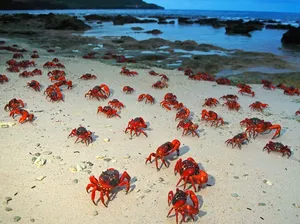 5 Fakta Pulau Christmas yang Dihuni Jutaan Kepiting Merah 5 Fakta Pulau Christmas yang Dihuni Jutaan Kepiting Merah