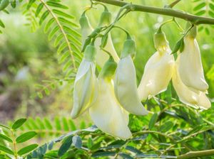 Genjer hingga Krokot, Sayuran Ndeso yang Bikin Kangen Kampung Genjer hingga Krokot, Sayuran Ndeso yang Bikin Kangen Kampung