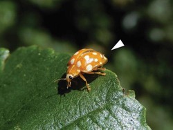 Ditemukan Spesies Jamur Baru, Namanya Karantina