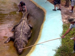 Buaya Siluman di Bangka Belitung Memang Jumbo tapi Masih Kalah dengan Lolong