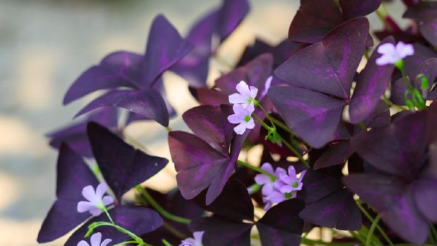Purple Oxalis Triangularis houseplant in bright natural light in the Spring of 2020 in South Florida. A bright joyful plant bringing inspiration during the COVID-19 pandemic of 2020. The plant is a beautiful teal-colored ceramic flower pot. Oxalis triangularis, commonly called false shamrock, is a species of edible perennial plant in the Oxalidaceae family. It is endemic to Brazil. Three is often the magic number when it comes to Oxalis. The most common species grown as a houseplant is Oxalis triangularis which has three common names, False Shamrock, Purple Shamrock and Love Plant.