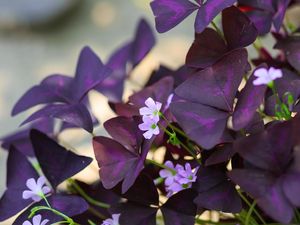 Mengenal Bunga Kupu-kupu, Tanaman Hias Warna Ungu yang Mudah Dipelihara