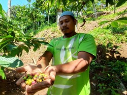 Curhat Para Petani Kopi Lereng Gunung Muria di Tengah Pandemi