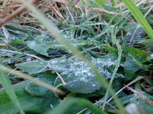 Suhu Dieng Minus 5 Derajat Celsius, Kepingan Es Ditemukan