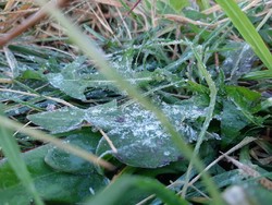 Suhu Dieng Minus 5 Derajat Celsius, Kepingan Es Ditemukan