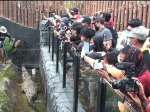 Panji Sang Petualang dan Irfan Hakim Pindahkan Buaya Muara di Lembang