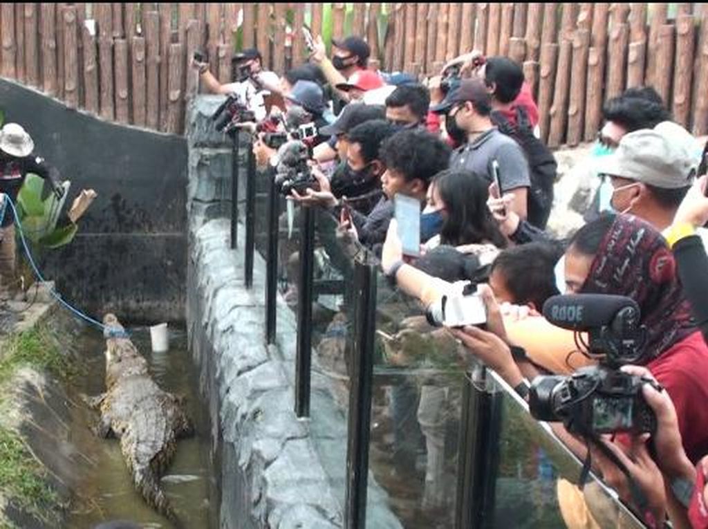 Panji Sang Petualang dan Irfan Hakim Pindahkan Buaya Muara di Lembang Panji Sang Petualang dan Irfan Hakim Pindahkan Buaya Muara di Lembang