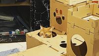 Gemasnya! Kumpulan Rumah Kucing Terbuat Dari Karton